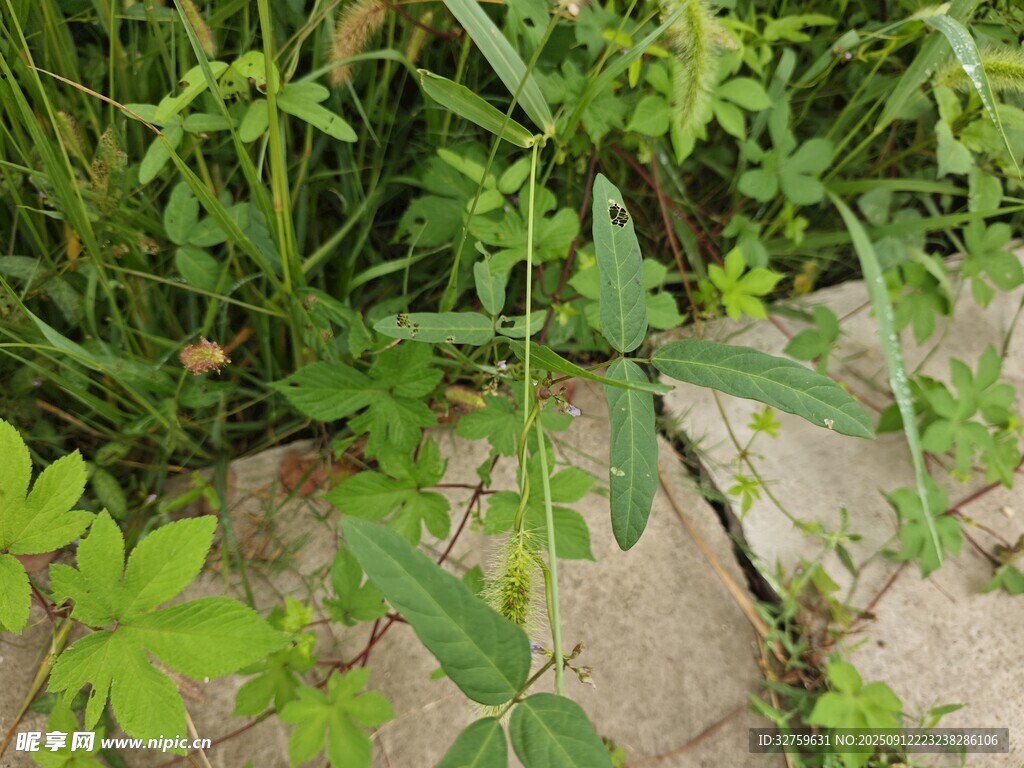野外生長的綠色植物