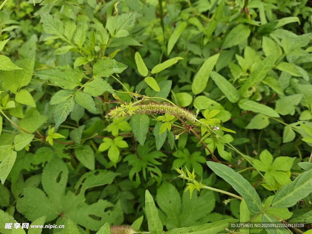 翠綠繁茂的野生植物景觀