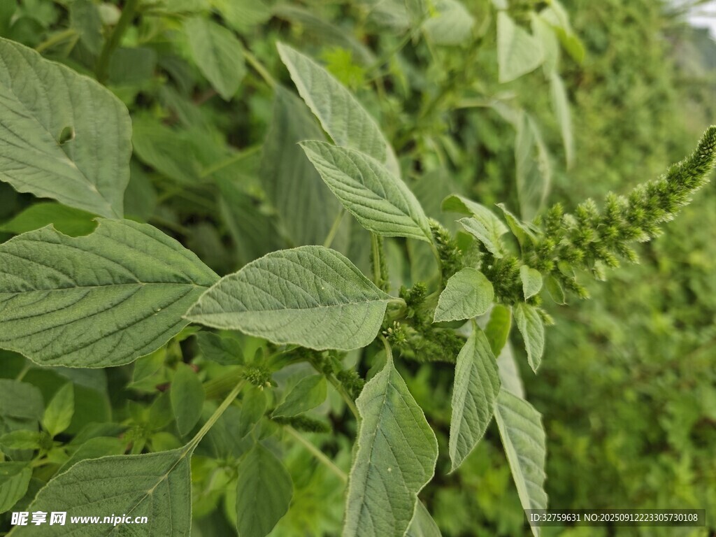 綠葉繁茂的植物特寫(xiě)