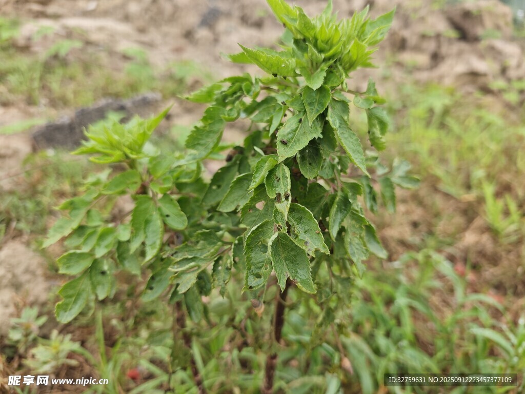 野外生長的綠色植物
