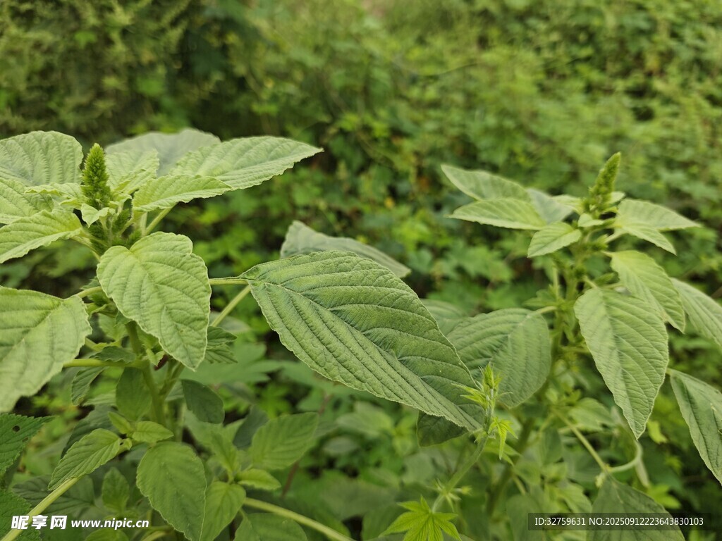 野外生長(zhǎng)的綠色植物