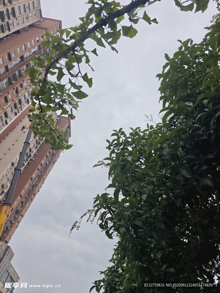 高樓旁的繁茂綠樹