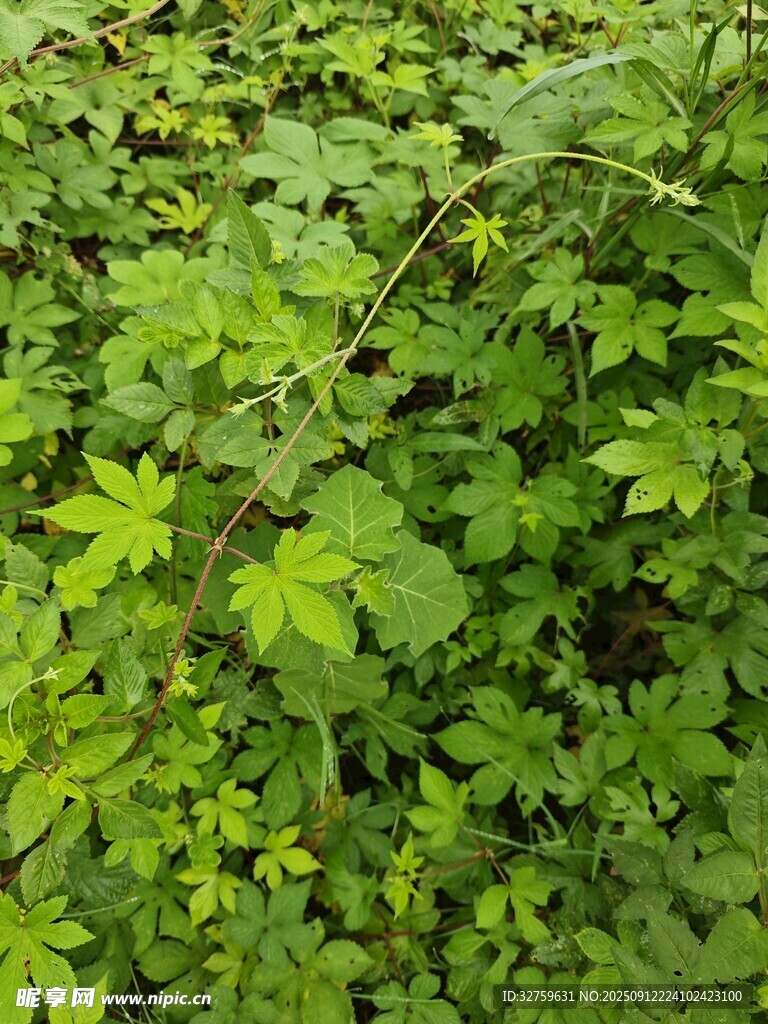 繁茂綠植景觀