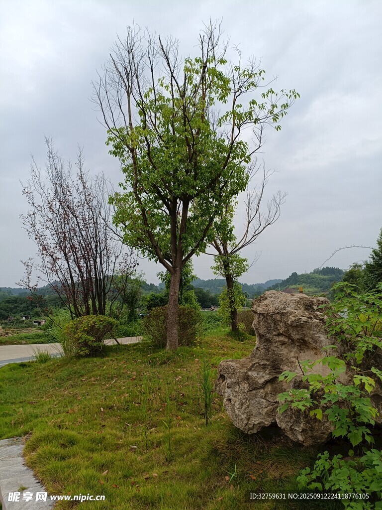 戶外草地樹(shù)木景觀