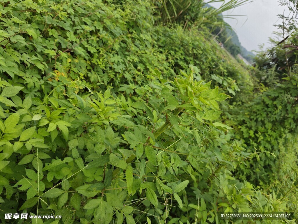 綠意盎然的繁茂植物景觀