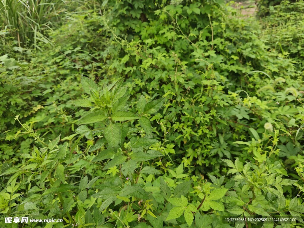 繁茂綠色植物景觀