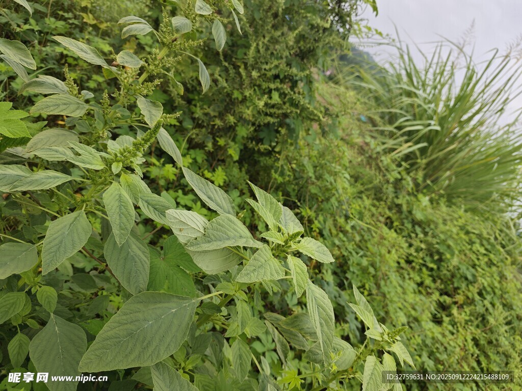 繁茂綠植景觀