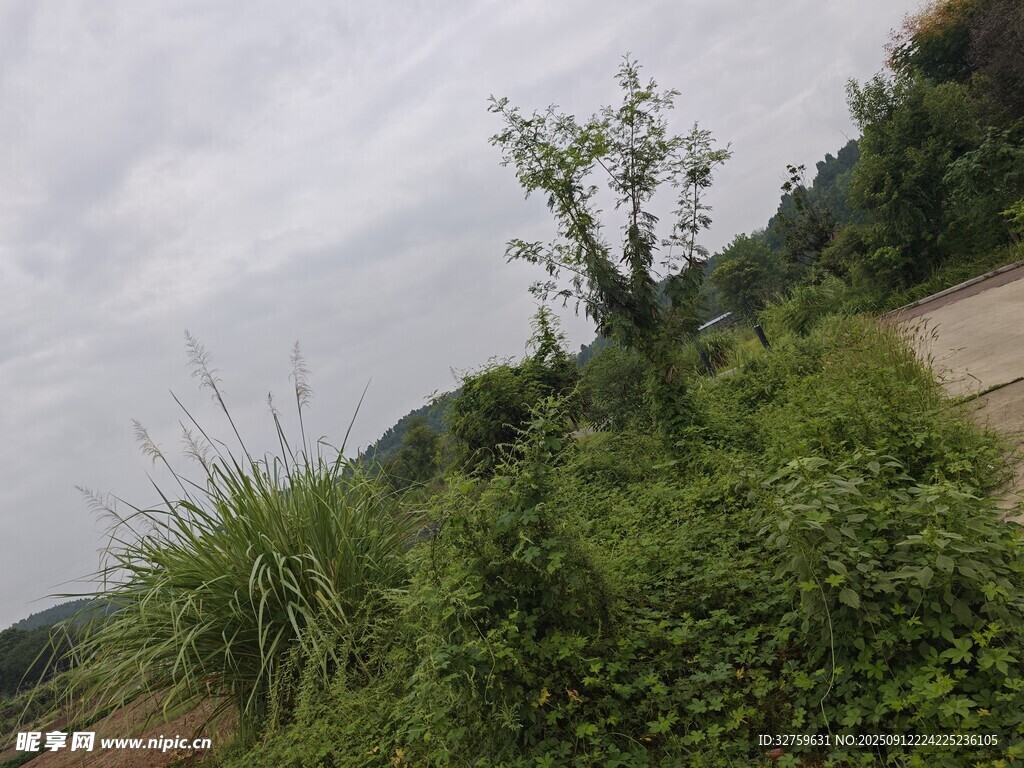 山間綠植與蜿蜒小路