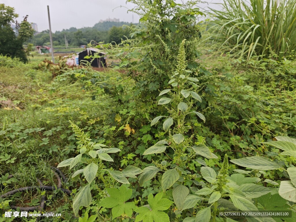 野外繁茂的綠色植物景觀