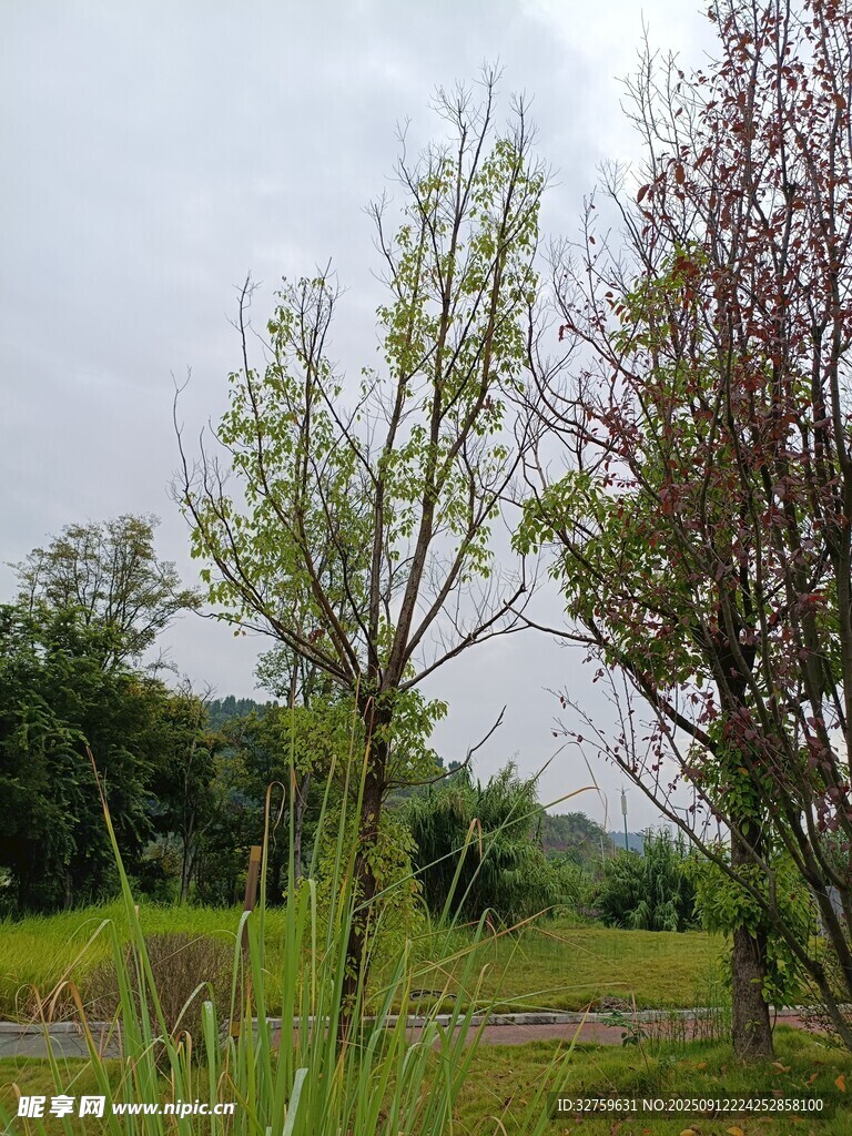郊外綠意盎然的樹木風(fēng)景
