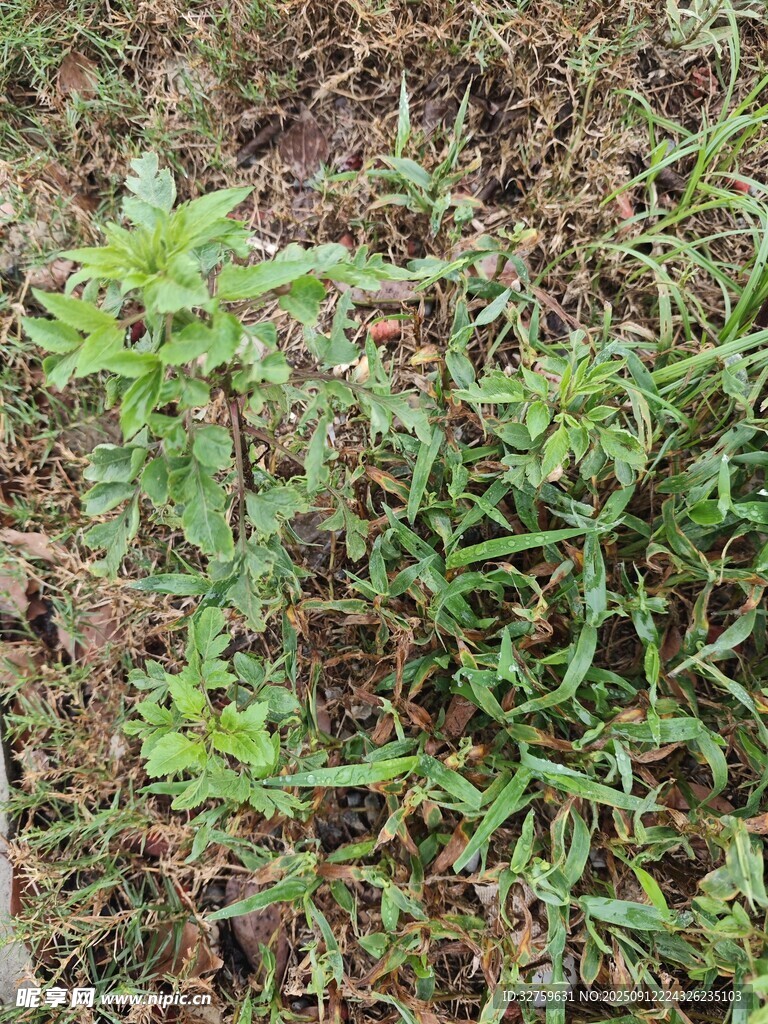 野外生長(zhǎng)的綠色植物