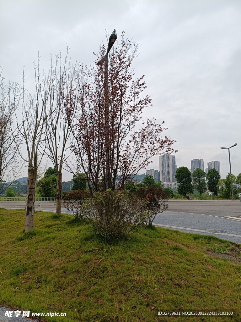 道路旁的綠植與飛鳥