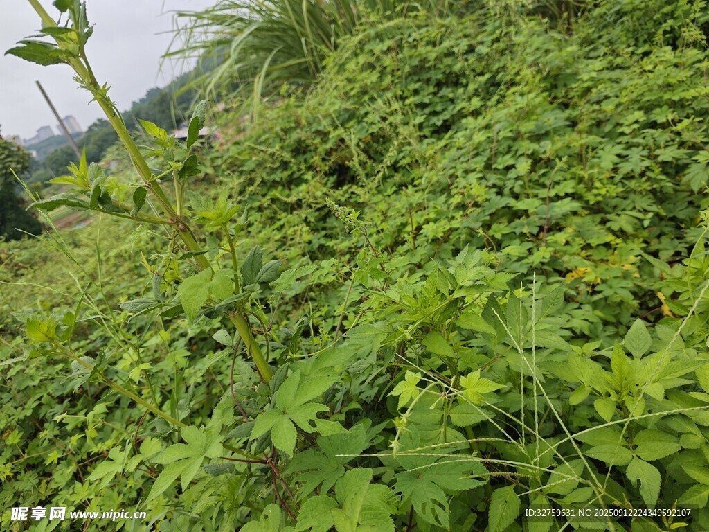 繁茂綠植