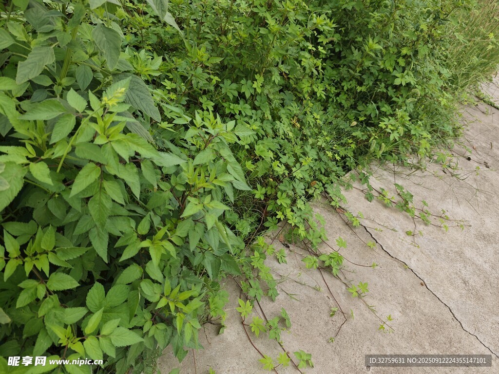 路邊繁茂的綠色植物
