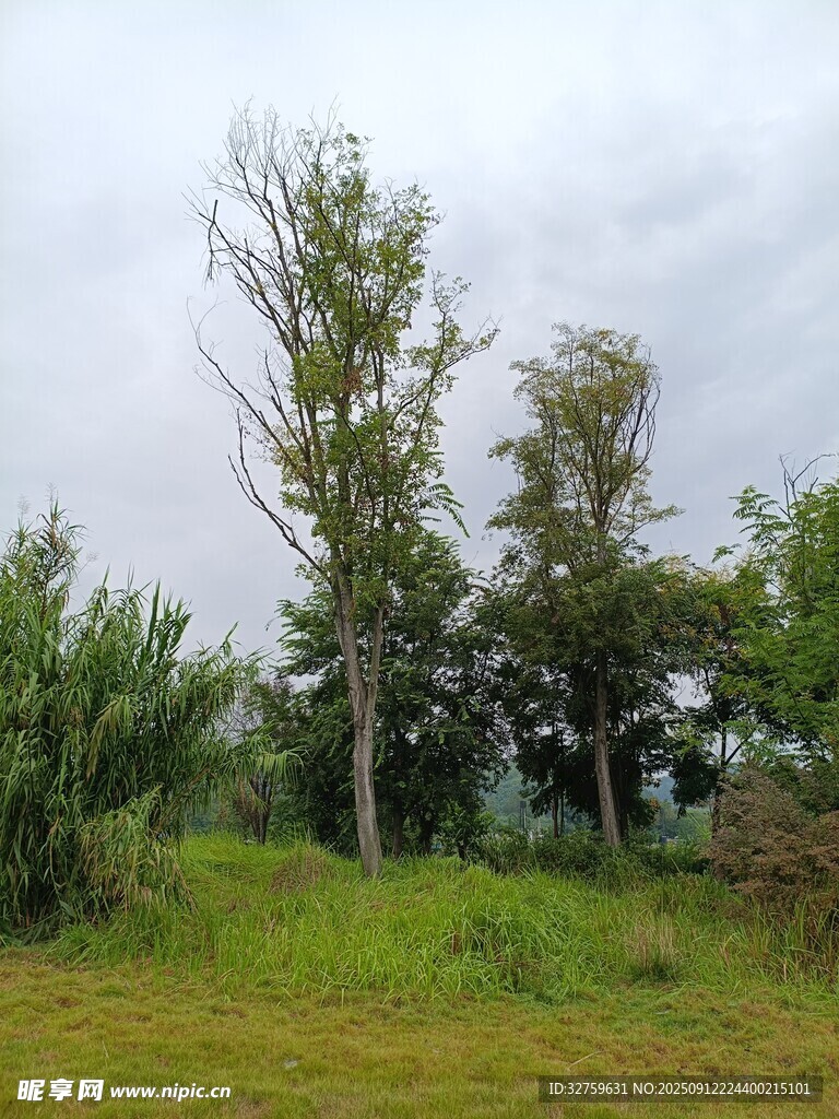 野外蔥郁樹木與草地景觀