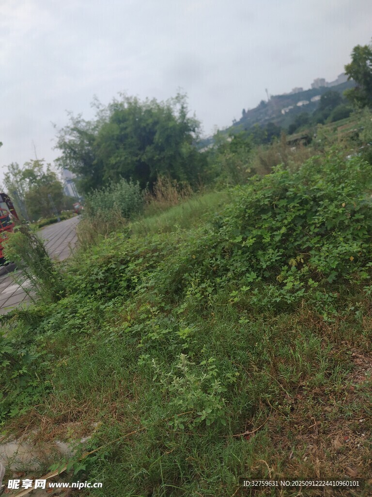 野外繁茂綠植景象