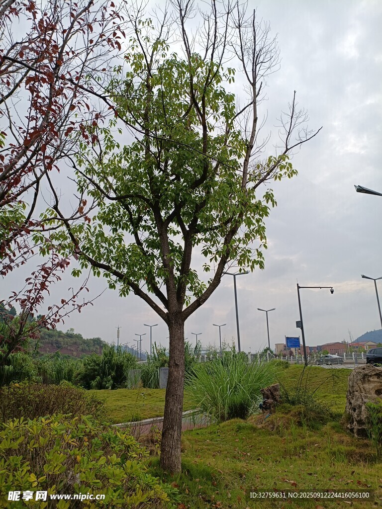 郊外綠樹(shù)與朦朧天空景色