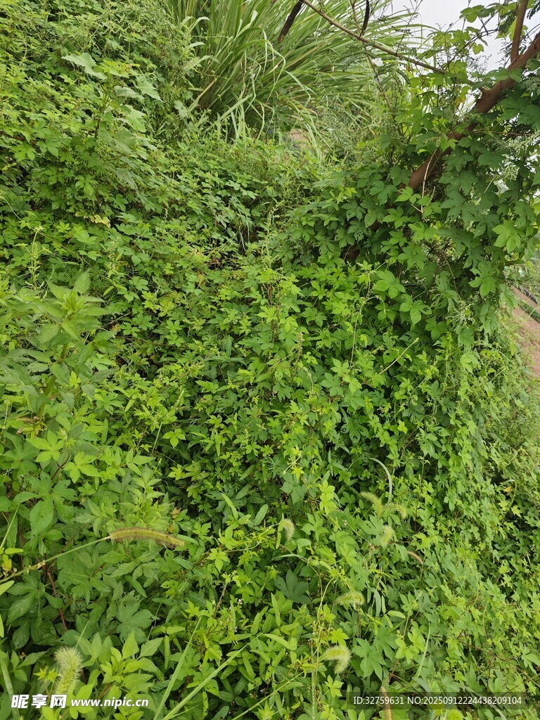 繁茂綠植景觀