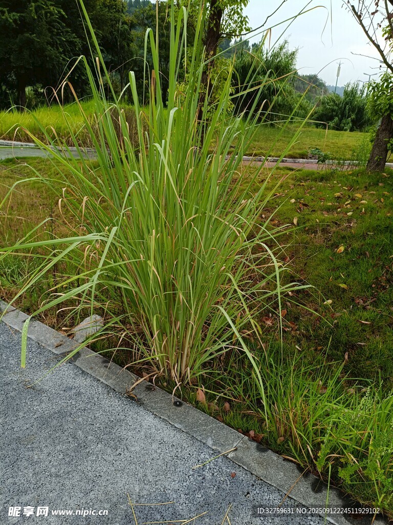 路邊生長的茂盛綠色野草