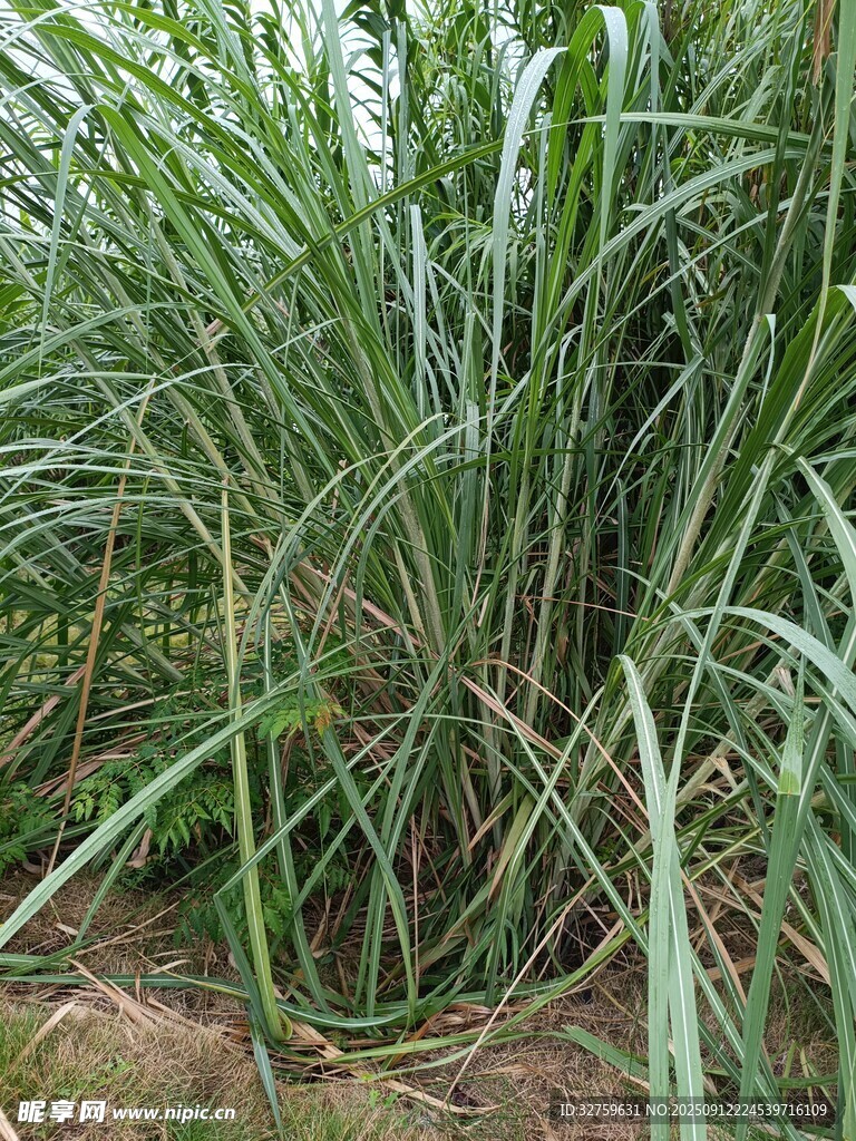 茂盛的甘蔗植株