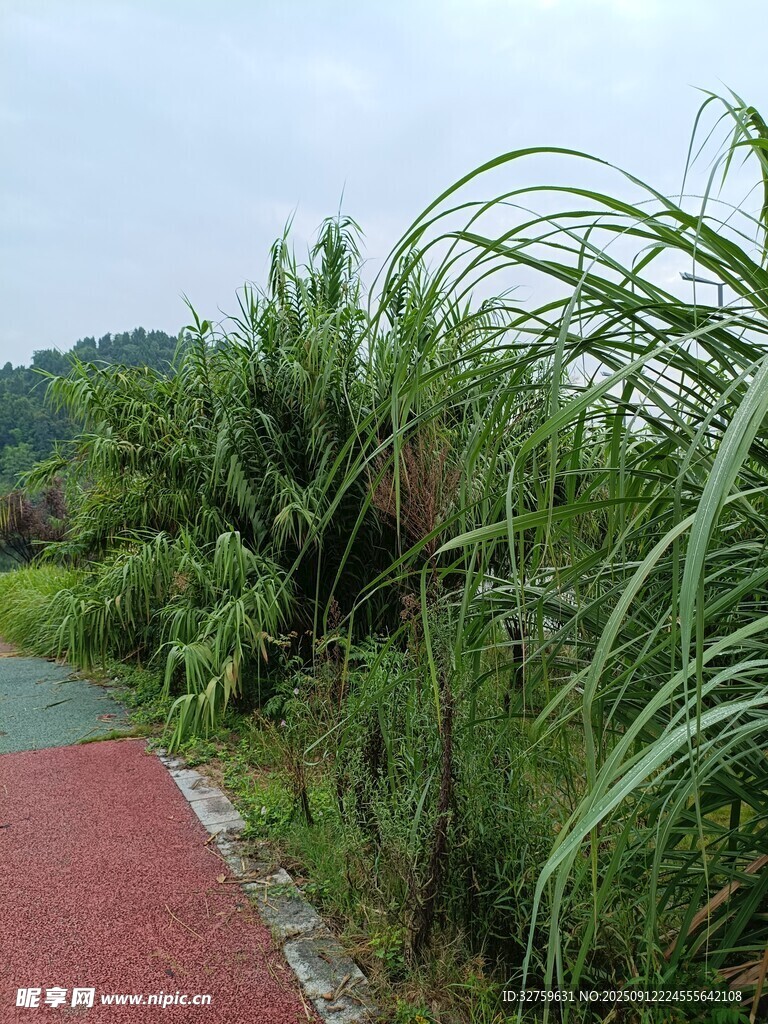 紅徑旁的茂盛綠色植物