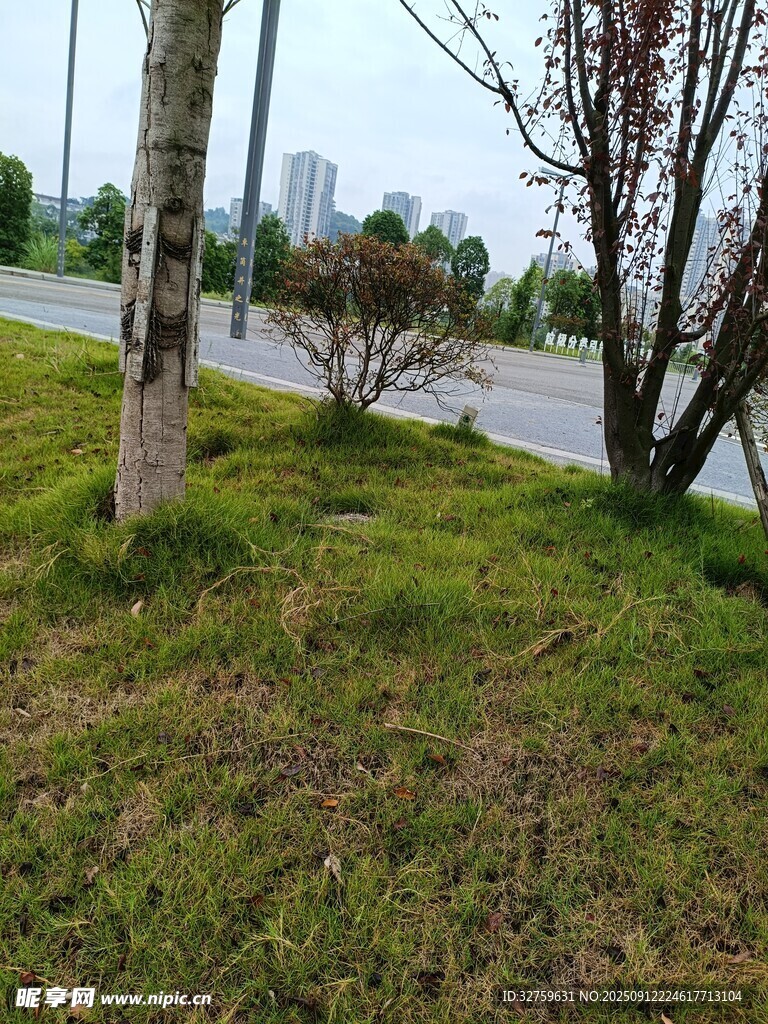 路邊草地與樹木景觀