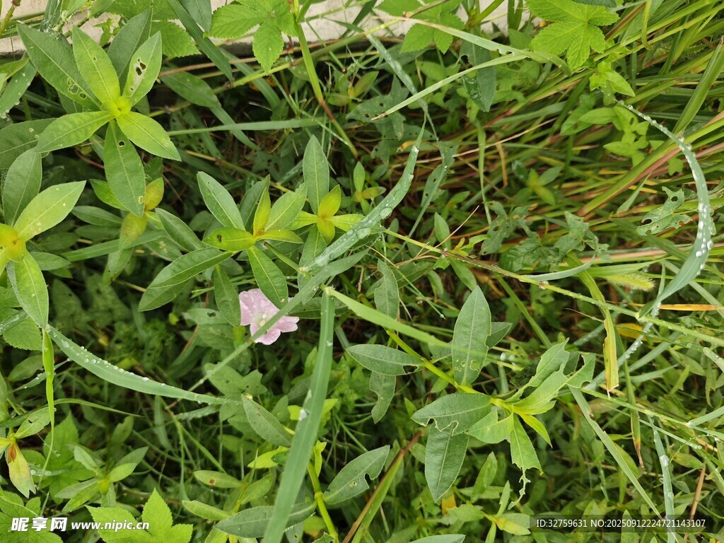 野外繁茂的綠色植物花卉
