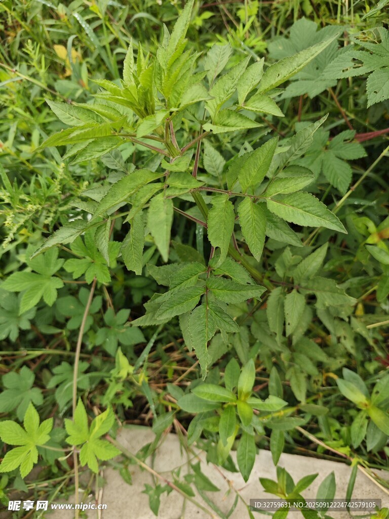 繁茂綠植 