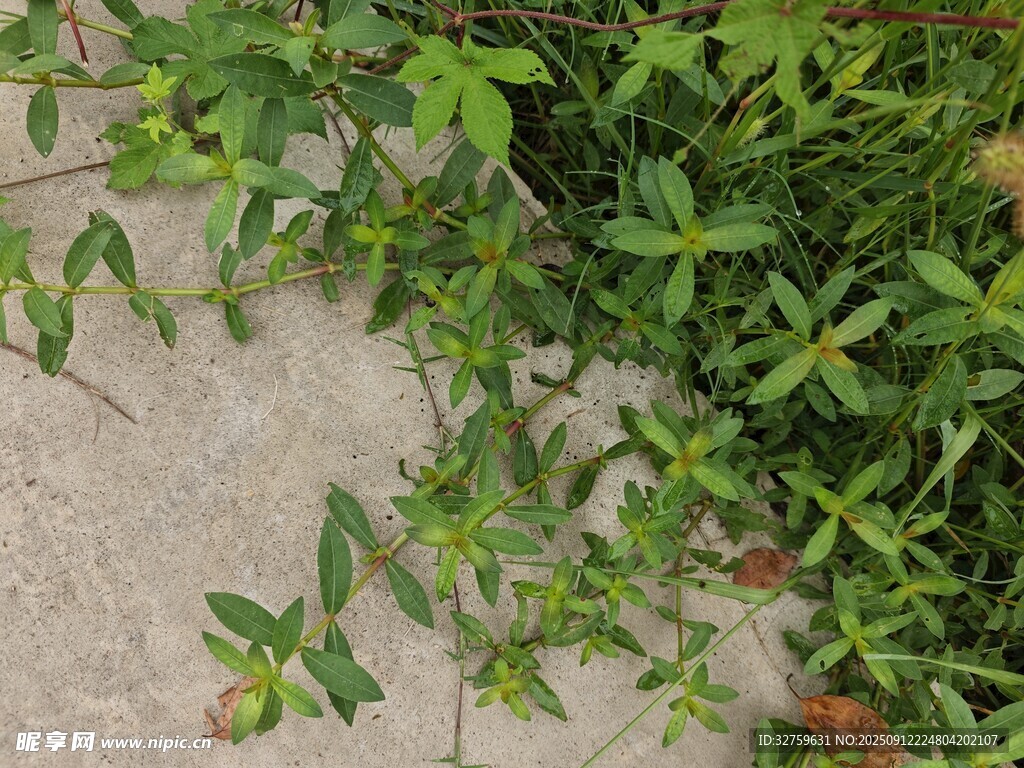 墻邊翠綠植物生機(jī)勃勃