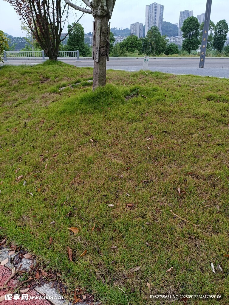 路邊草地與樹木景觀