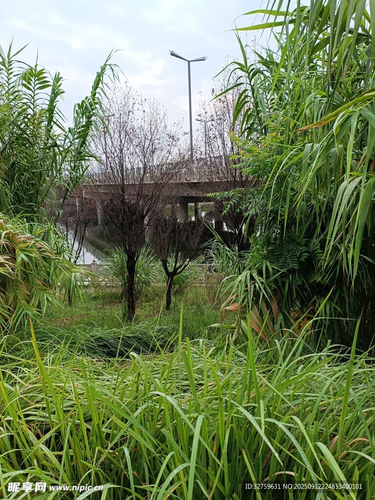 綠意盎然的戶外園林景致