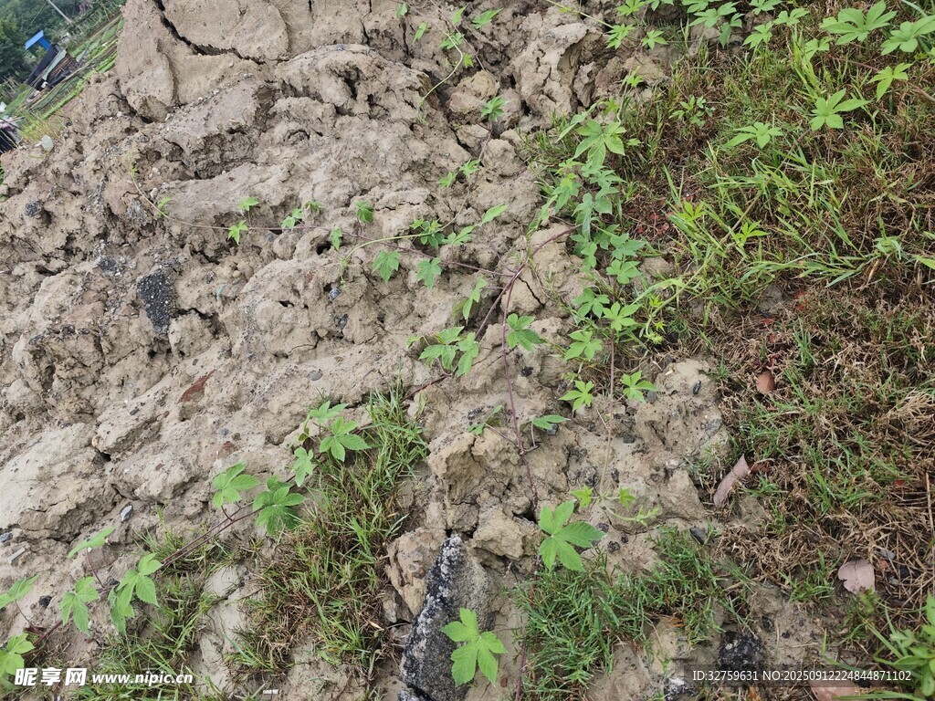 地面生長(zhǎng)的嫩綠植物