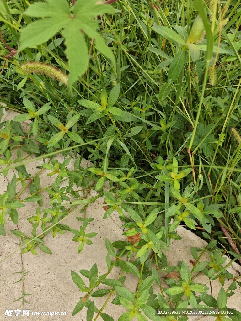 路邊繁茂的綠色野草