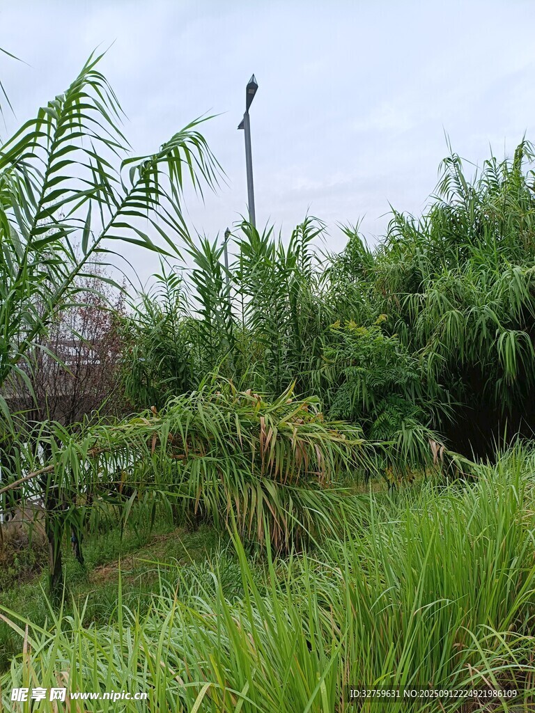 野外綠植叢生的自然景象