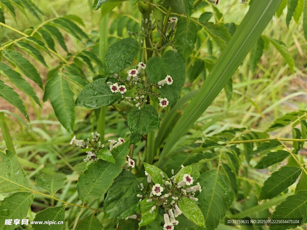 綠葉間綻放的白色小花