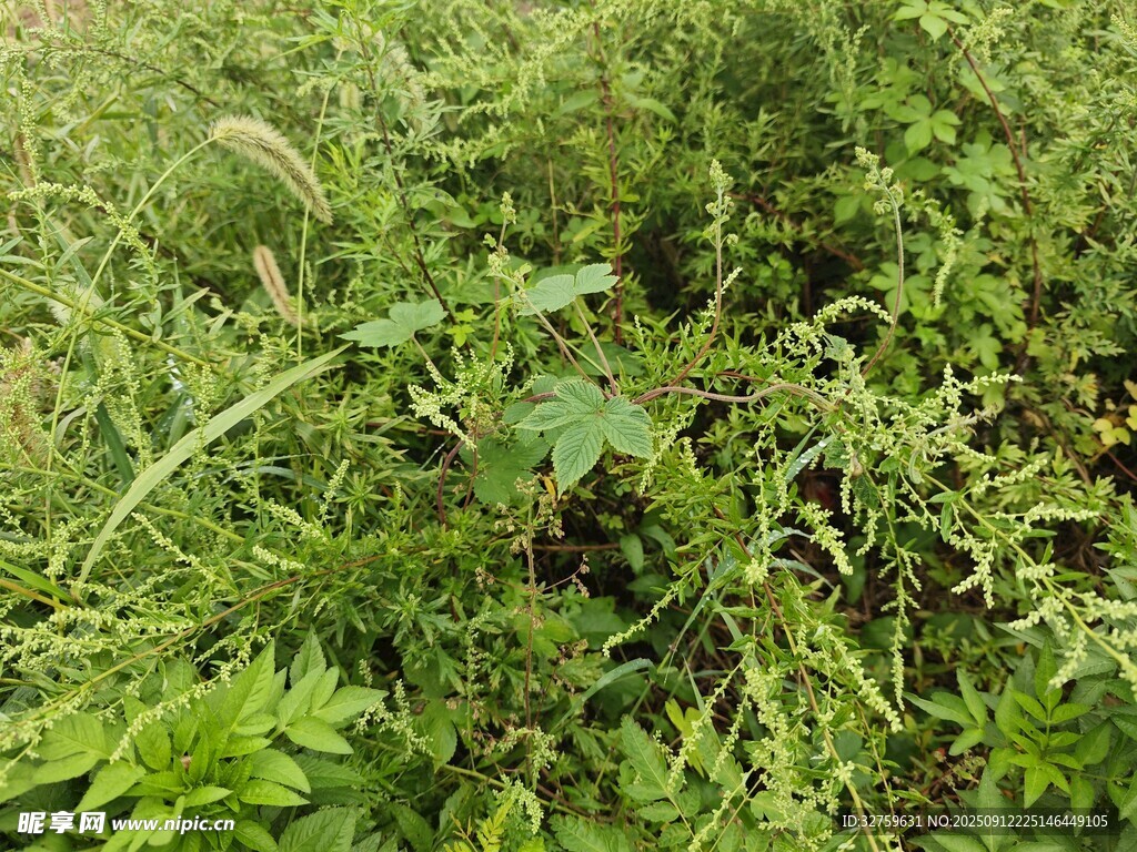 野外繁茂的綠色植物景觀