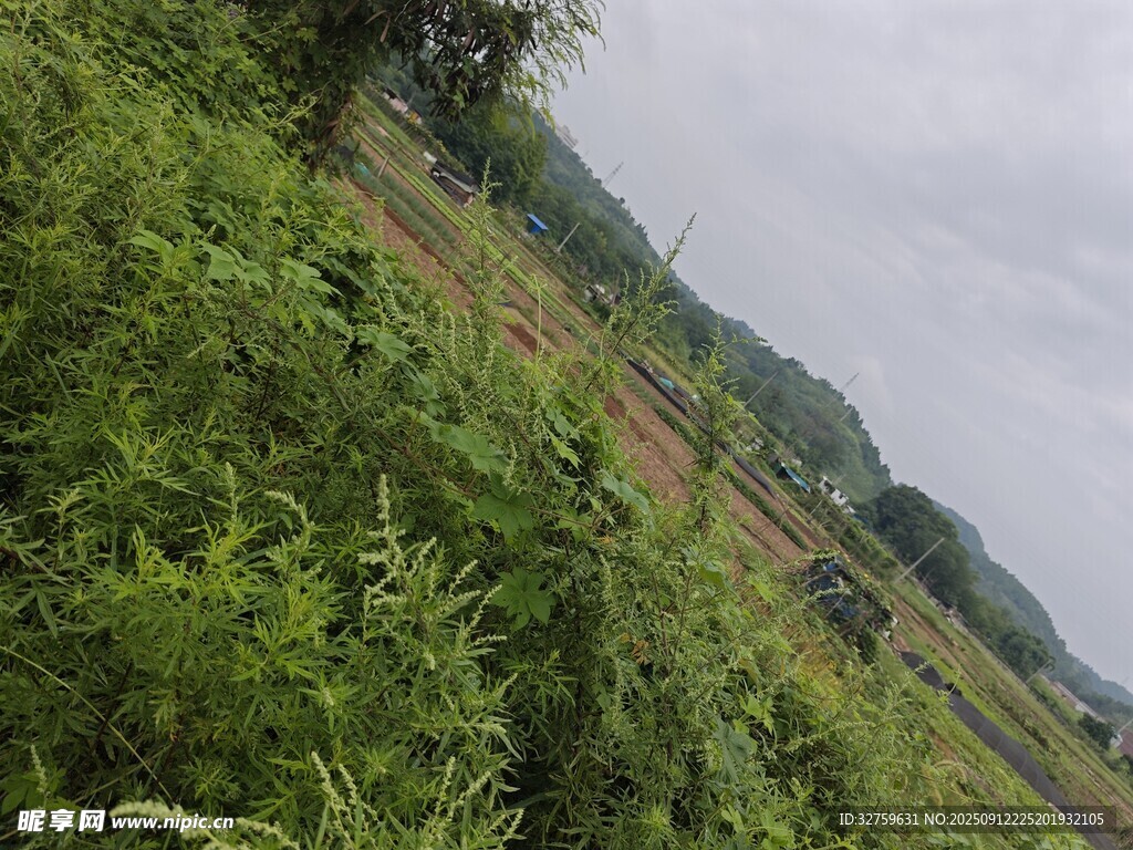 田野間的綠植景觀
