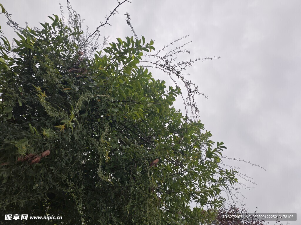 天空下的蔥郁樹木