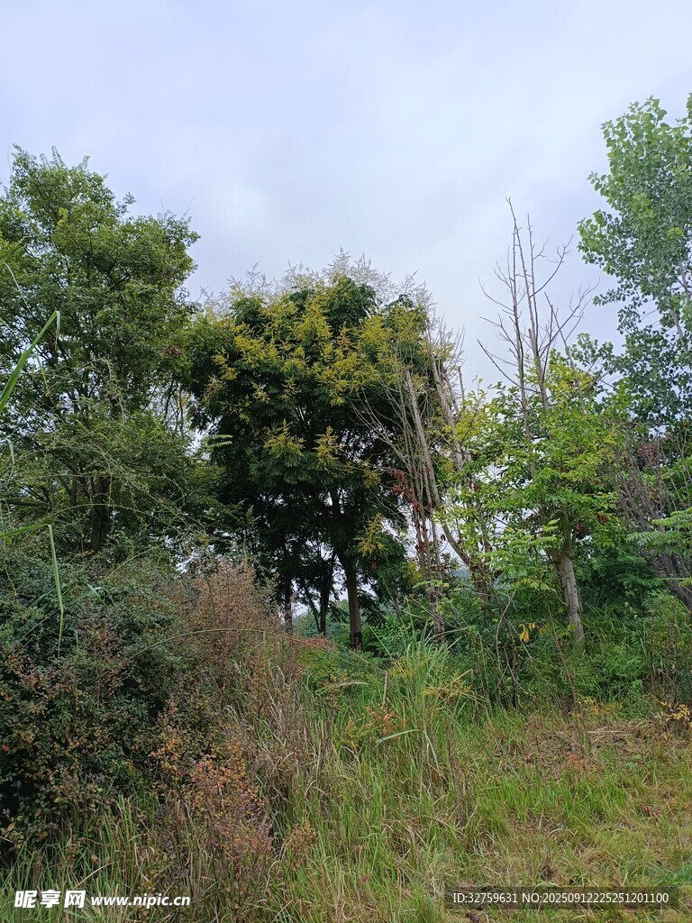 野外綠植繁茂的自然景象