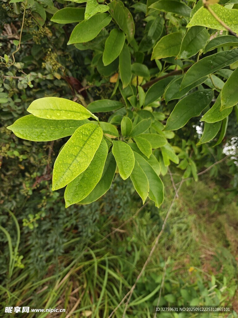 綠葉繁茂的生機(jī)景象