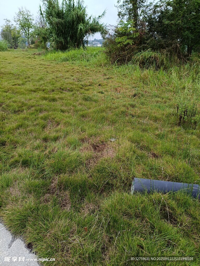 戶外翠綠草地景觀