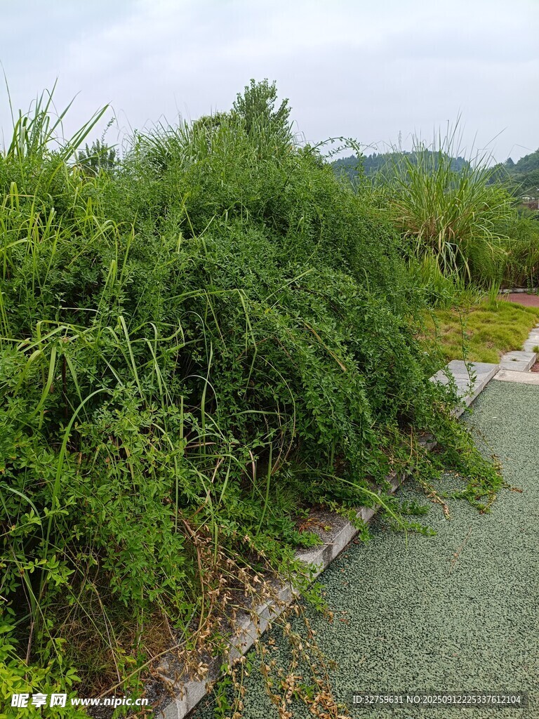 路邊繁茂綠植景觀