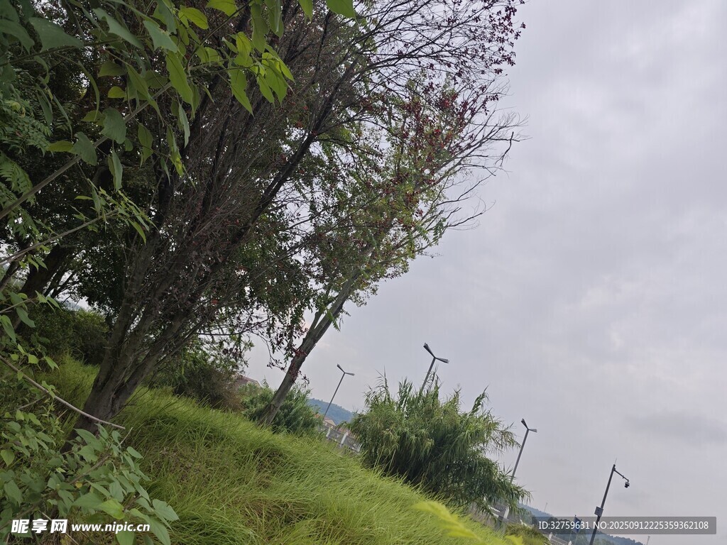 郊外綠植與陰沉天空景色