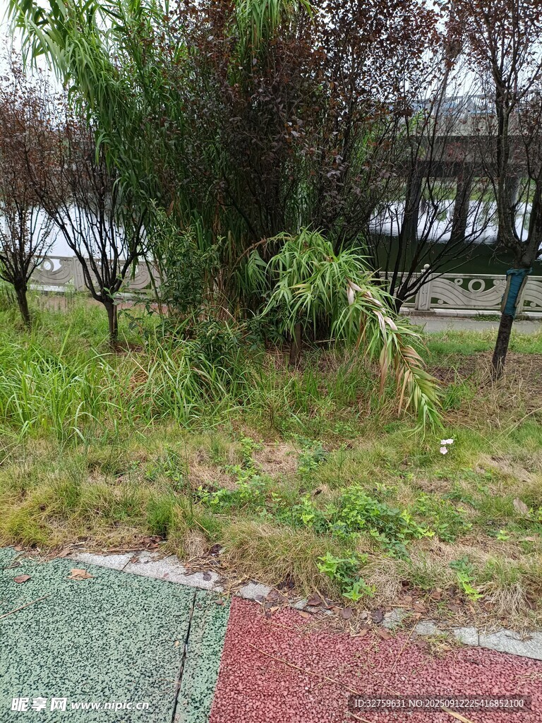 路邊綠植與多彩地面景觀