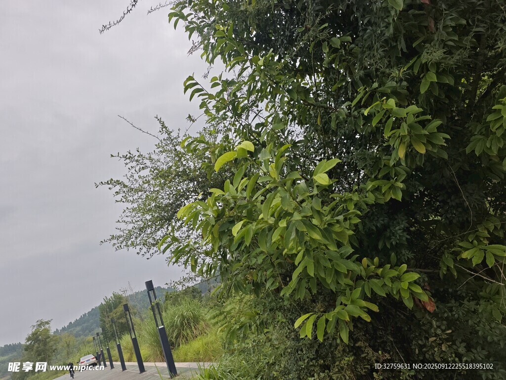 路邊蔥郁綠樹風(fēng)景