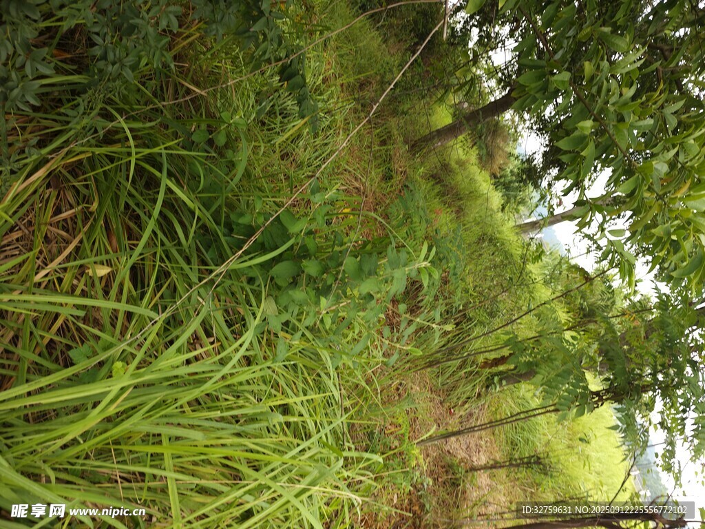 野外蔥郁草地與樹木景觀