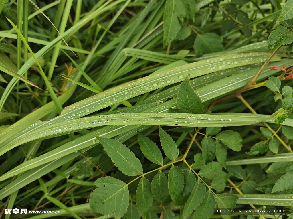 帶水珠的嫩綠植物葉片