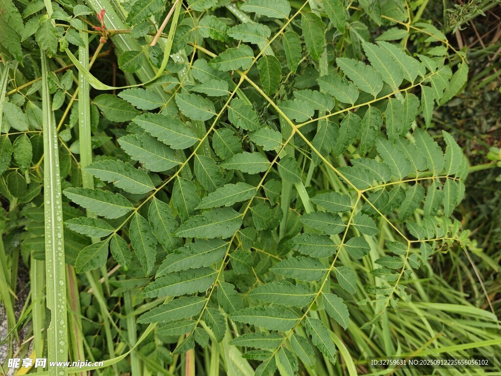 翠綠羽狀復(fù)葉植物特寫(xiě)