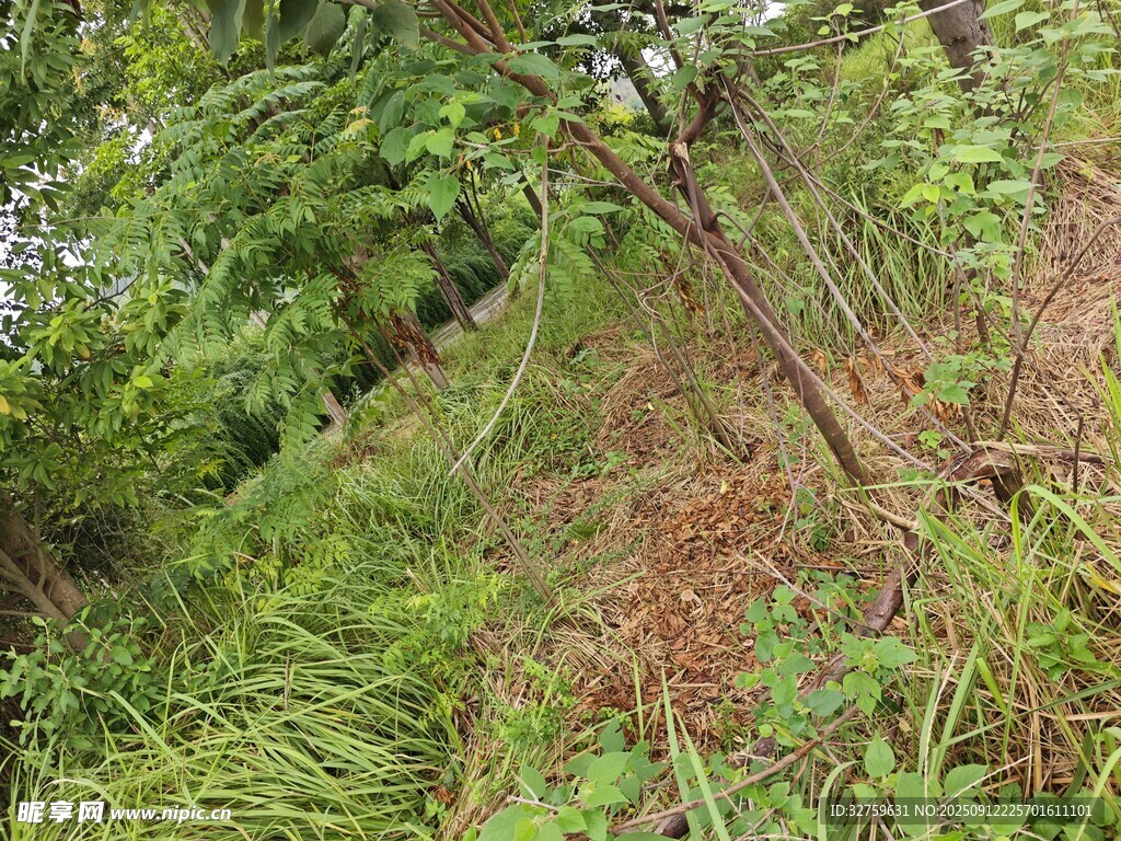 山坡上的繁茂綠植