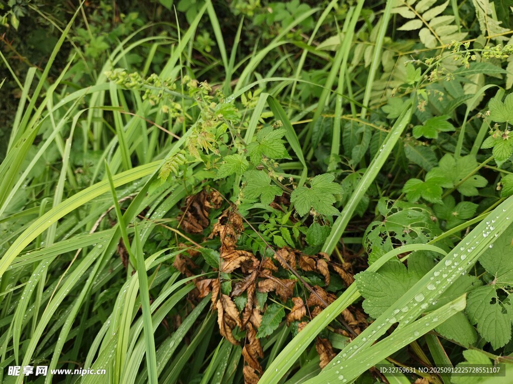 草叢中的昆蟲